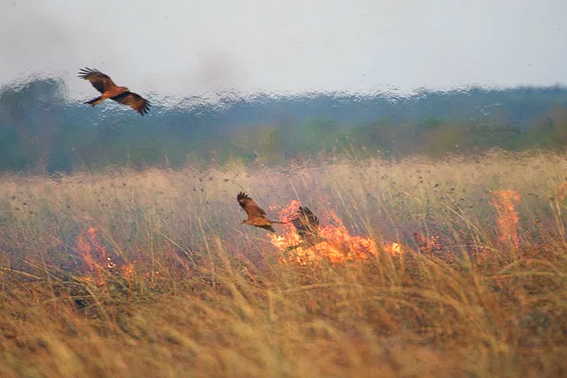 bird_and_fire