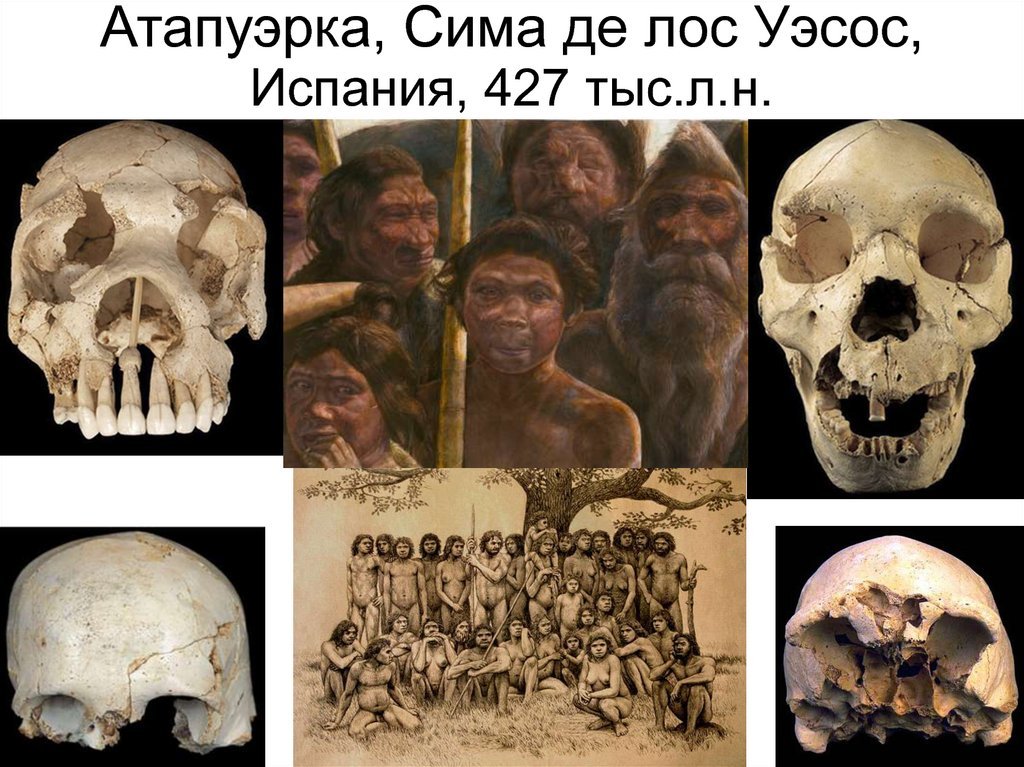heidelbergensis
