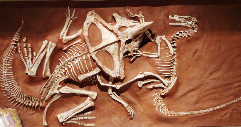 prosiratops