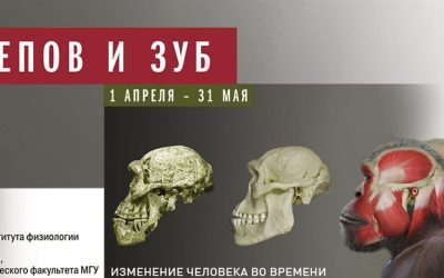 17 черепов и зуб. Экскурсию по выставке ведёт Станислав Дробышевский. Часть 2.